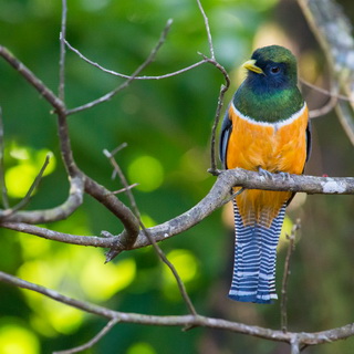 Arenal - Orange-bellied trogon